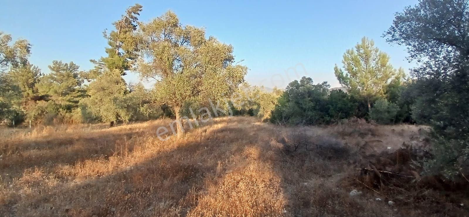 Milas Alaçamda 2.448 M² Yola Yakın Müstakil Tarla - Görsel 15