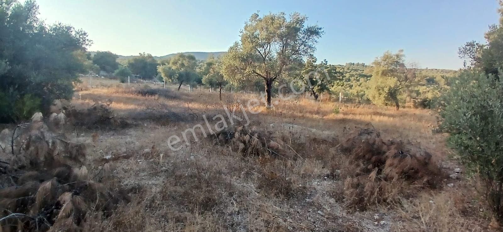 Milas Alaçamda 2.448 M² Yola Yakın Müstakil Tarla - Görsel 20