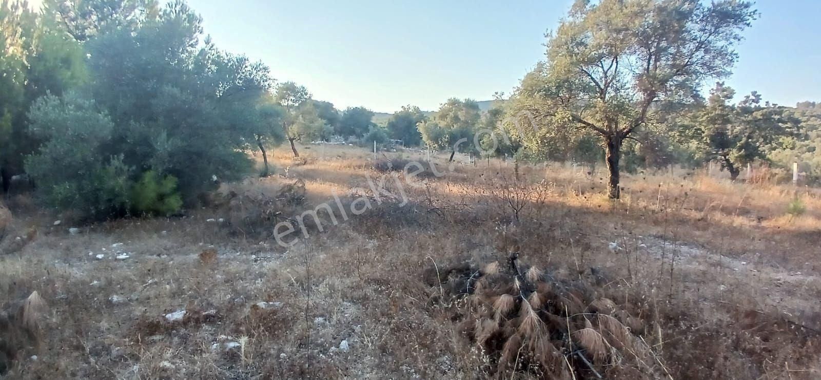 Milas Alaçamda 2.448 M² Yola Yakın Müstakil Tarla - Görsel 21