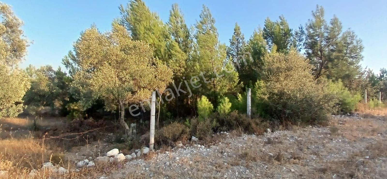 Milas Alaçamda 2.448 M² Yola Yakın Müstakil Tarla - Görsel 7