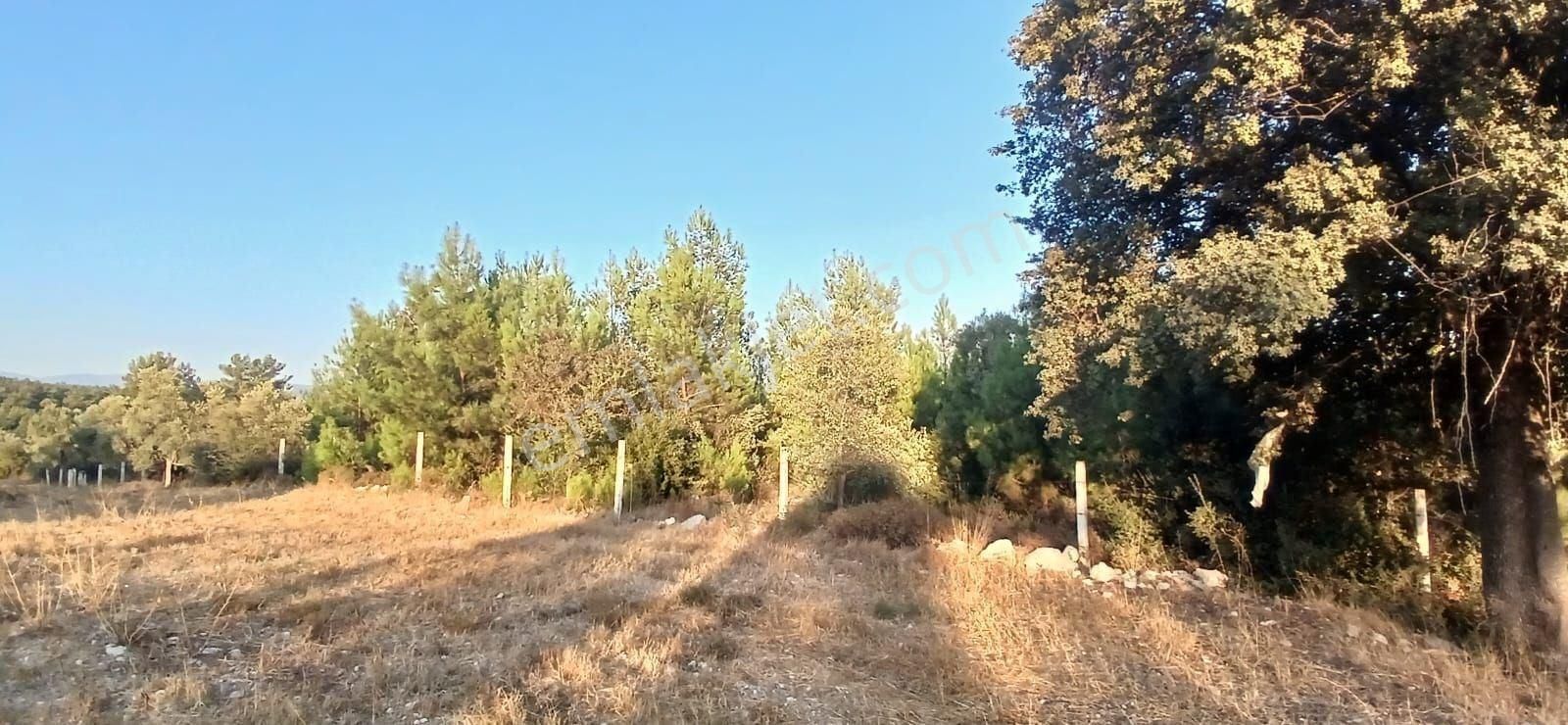 Milas Alaçamda 2.448 M² Yola Yakın Müstakil Tarla - Görsel 4