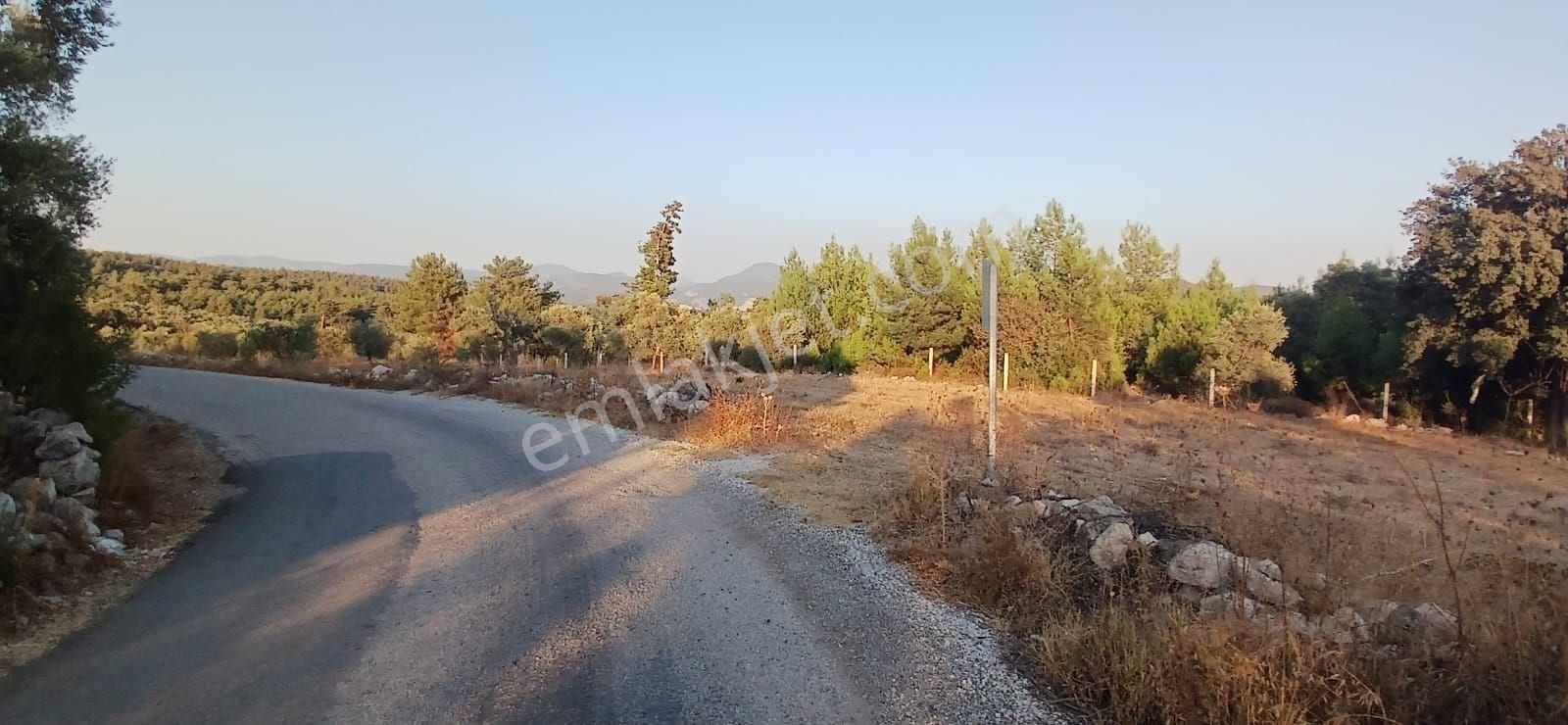 Milas Alaçamda 2.448 M² Yola Yakın Müstakil Tarla