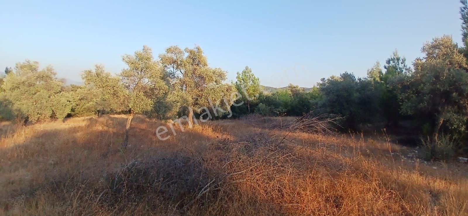 Milas Alaçamda 2.448 M² Yola Yakın Müstakil Tarla - Görsel 13