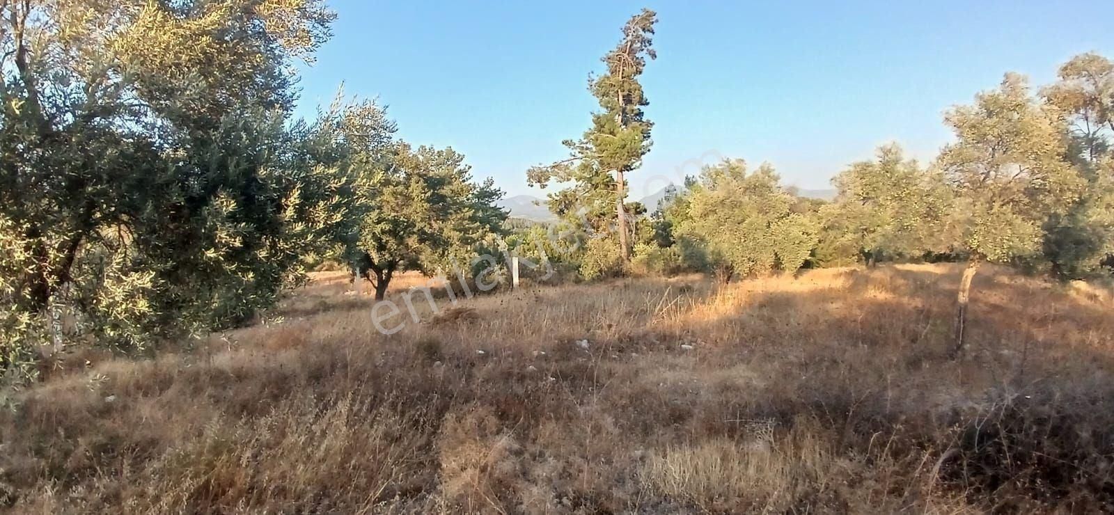 Milas Alaçamda 2.448 M² Yola Yakın Müstakil Tarla - Görsel 16