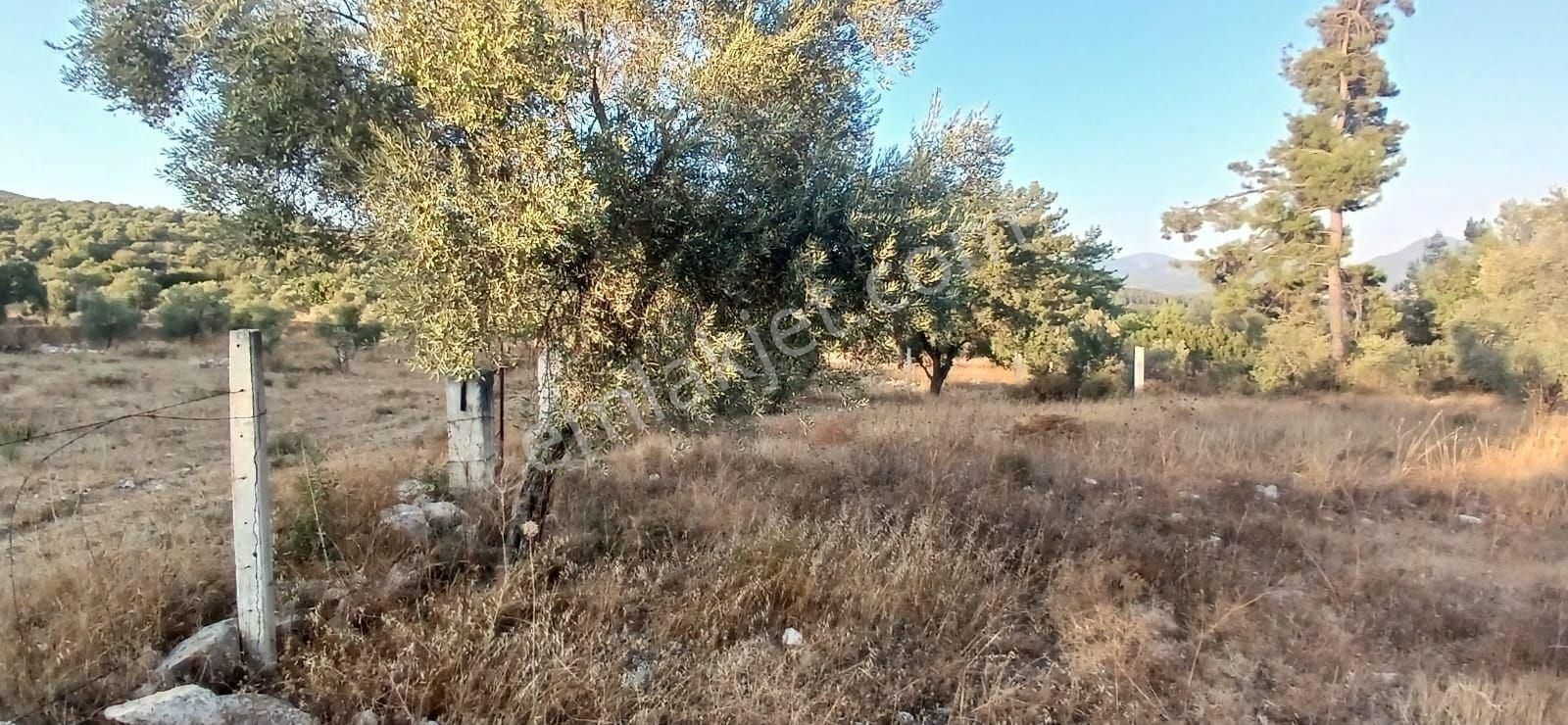 Milas Alaçamda 2.448 M² Yola Yakın Müstakil Tarla - Görsel 17