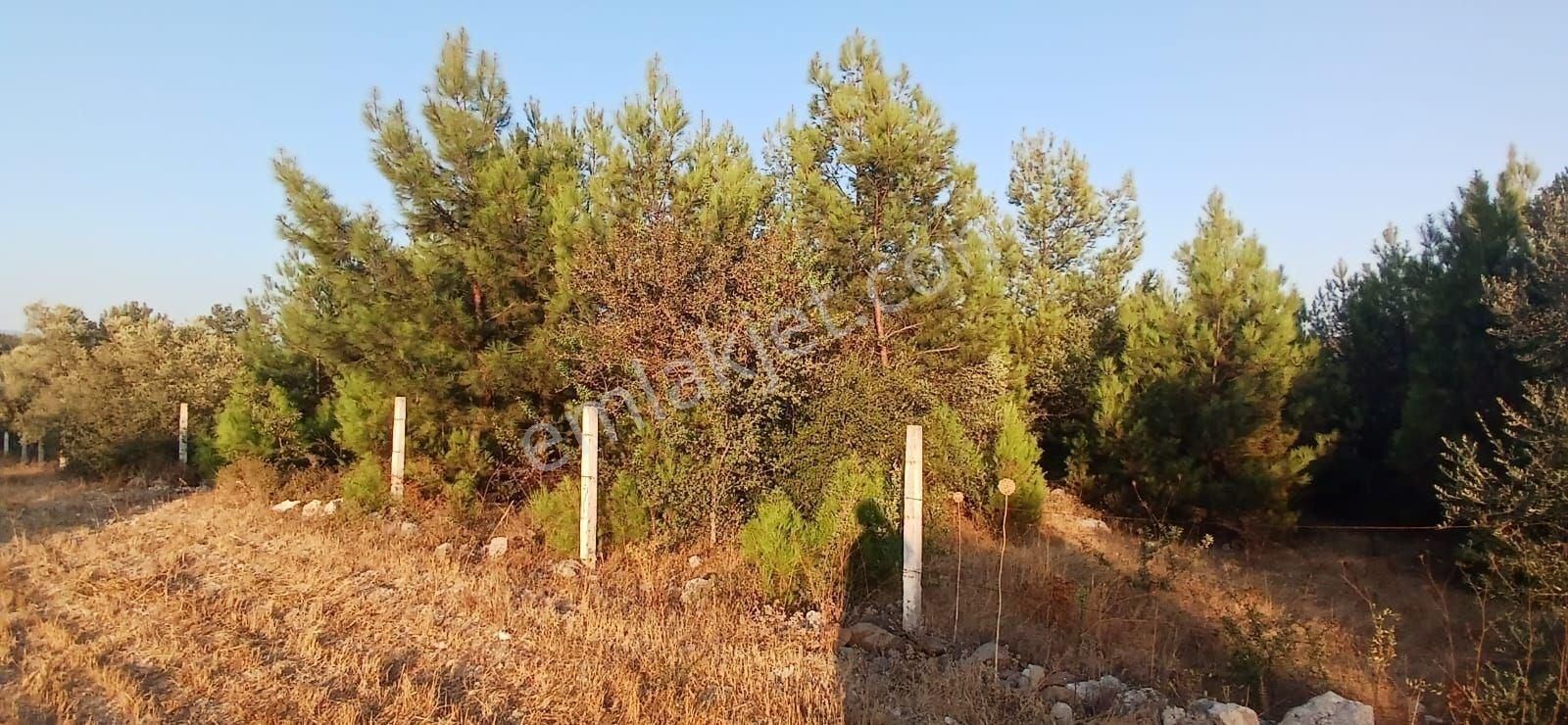 Milas Alaçamda 2.448 M² Yola Yakın Müstakil Tarla - Görsel 6