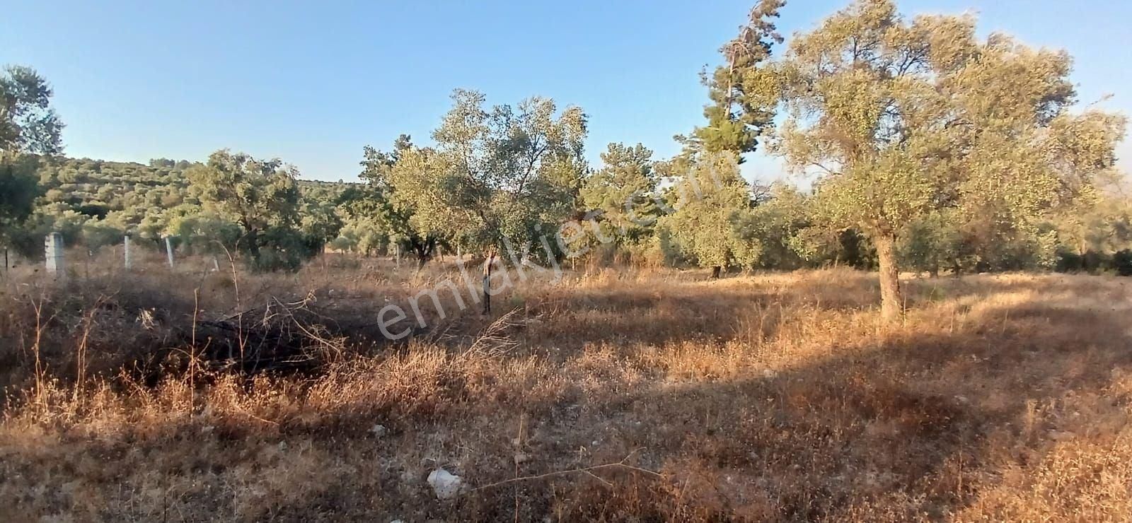 Milas Alaçamda 2.448 M² Yola Yakın Müstakil Tarla - Görsel 14