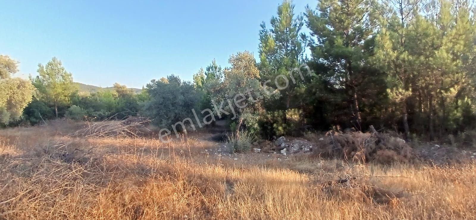 Milas Alaçamda 2.448 M² Yola Yakın Müstakil Tarla - Görsel 10