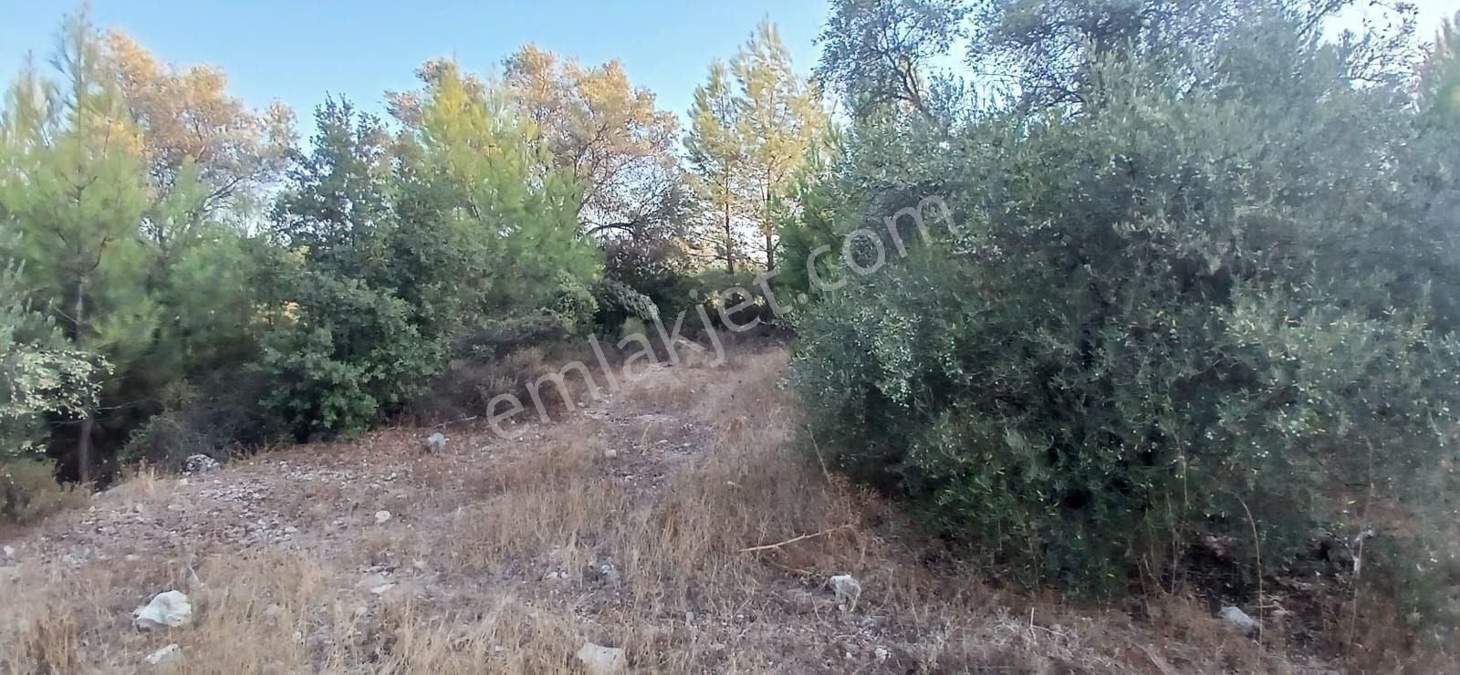 Milas Alaçamda 2.448 M² Yola Yakın Müstakil Tarla - Görsel 19