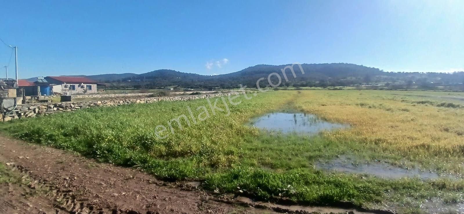 Milas Meşelik’te Çiftlik Evi Kurma İmkânı Sunan 4338 M2 Yatırım Arazisi - Görsel 27