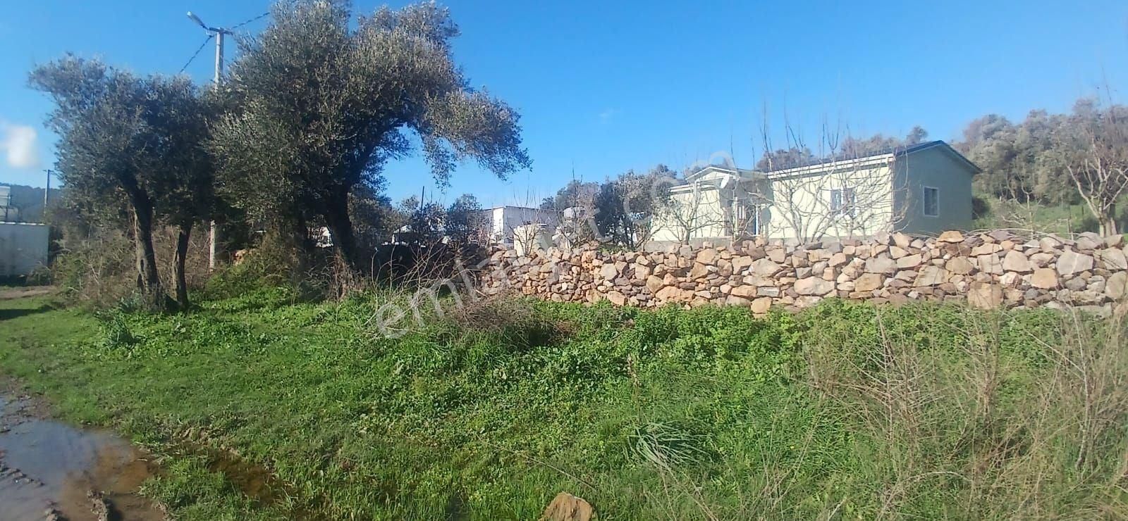 Milas Meşelik’te Çiftlik Evi Kurma İmkânı Sunan 4338 M2 Yatırım Arazisi - Görsel 34