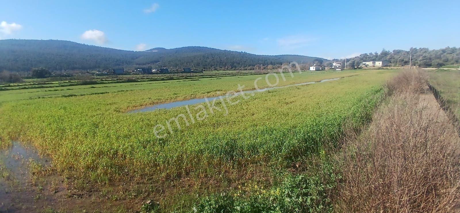 Milas Meşelik’te Çiftlik Evi Kurma İmkânı Sunan 4338 M2 Yatırım Arazisi - Görsel 9