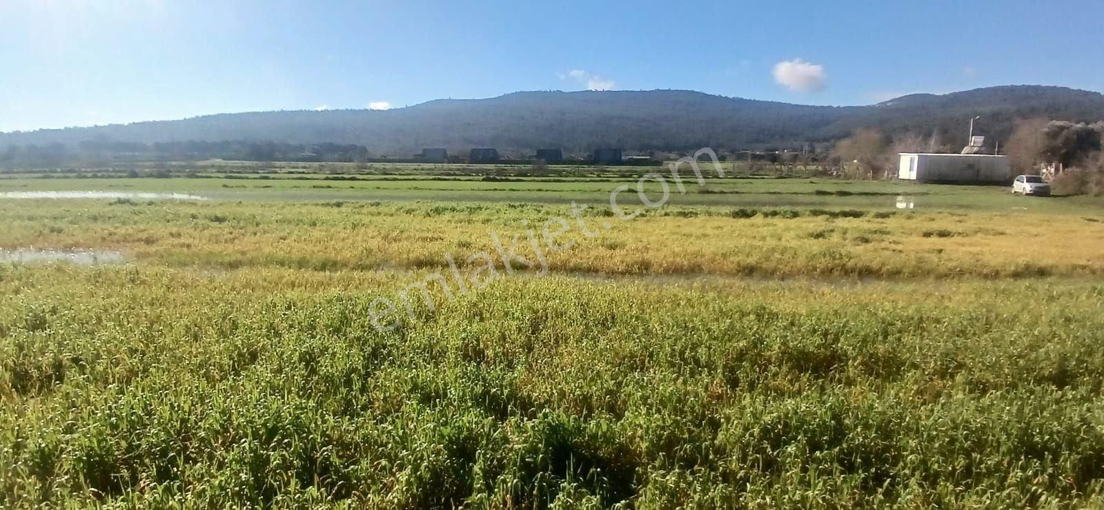 Milas Meşelik’te Çiftlik Evi Kurma İmkânı Sunan 4338 M2 Yatırım Arazisi - Görsel 17