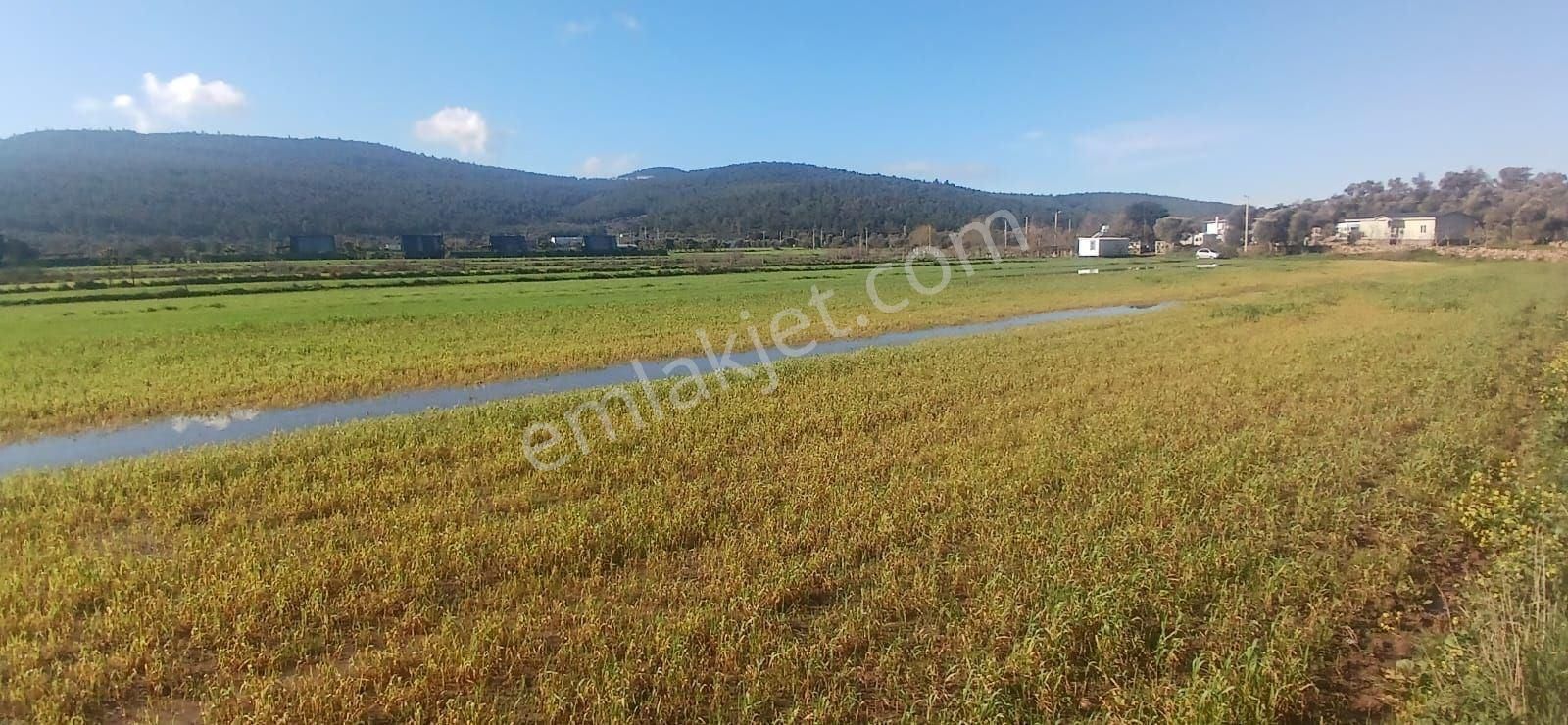 Milas Meşelik’te Çiftlik Evi Kurma İmkânı Sunan 4338 M2 Yatırım Arazisi - Görsel 5