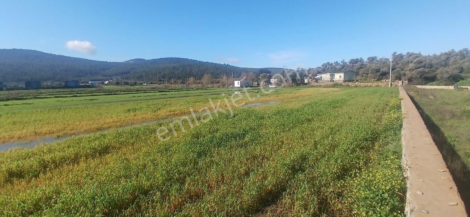 Milas Meşelik’te Çiftlik Evi Kurma İmkânı Sunan 4338 M2 Yatırım Arazisi - Görsel 14