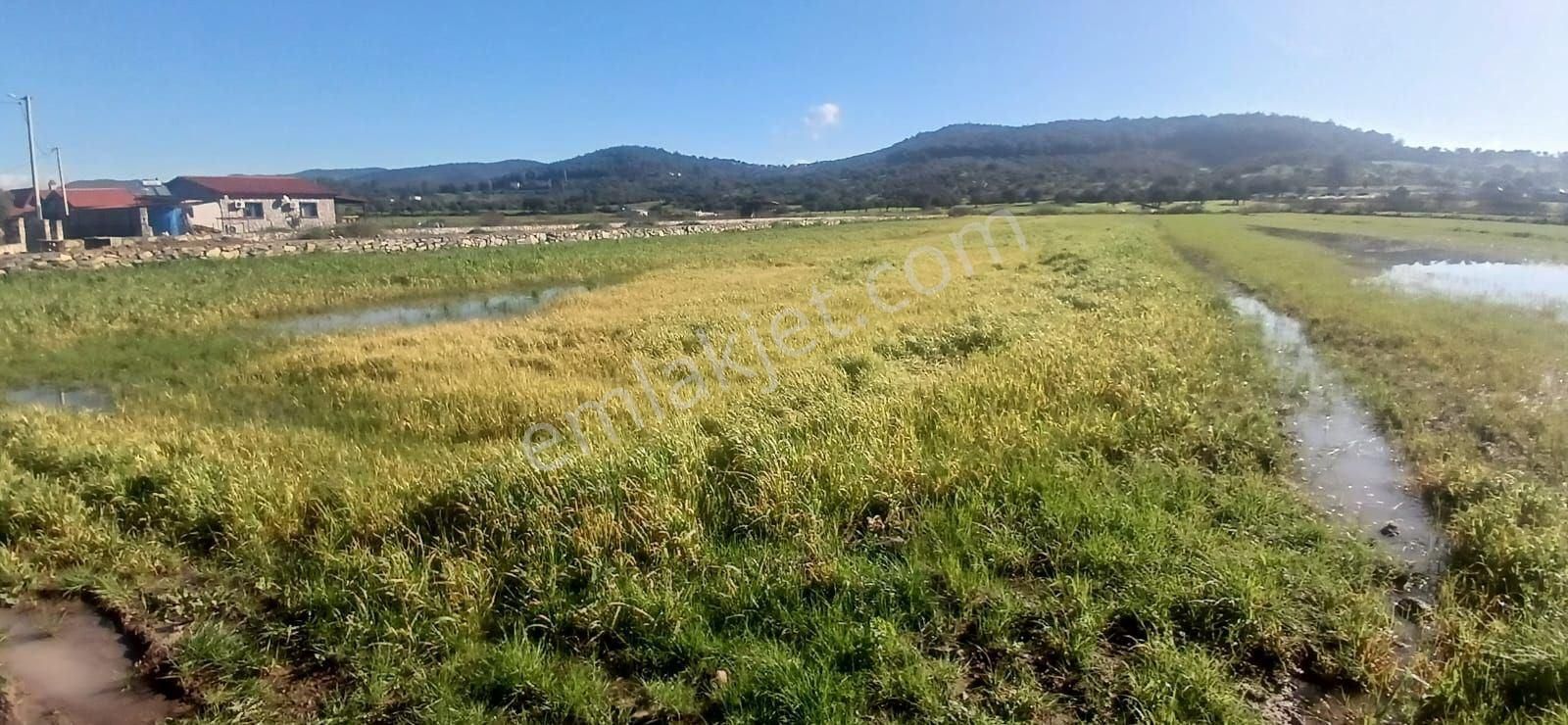 Milas Meşelik’te Çiftlik Evi Kurma İmkânı Sunan 4338 M2 Yatırım Arazisi - Görsel 35