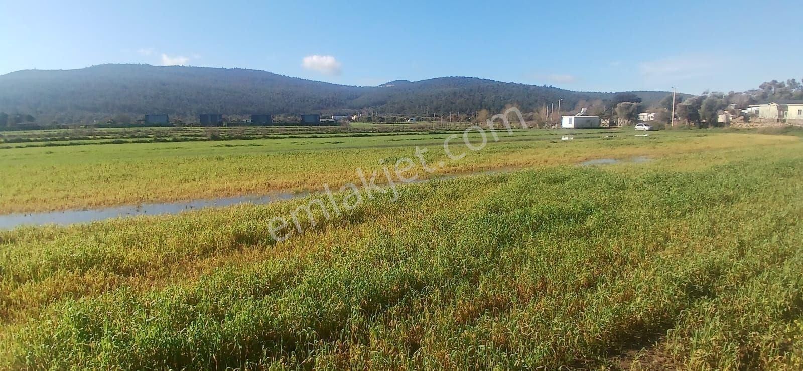Milas Meşelik’te Çiftlik Evi Kurma İmkânı Sunan 4338 M2 Yatırım Arazisi - Görsel 10