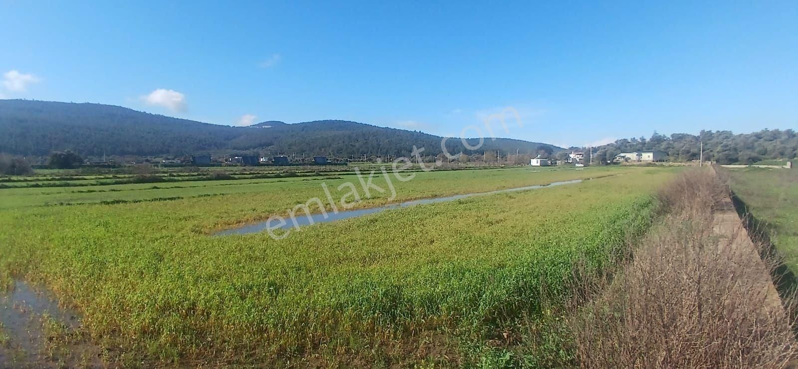 Milas Meşelik’te Çiftlik Evi Kurma İmkânı Sunan 4338 M2 Yatırım Arazisi - Görsel 8