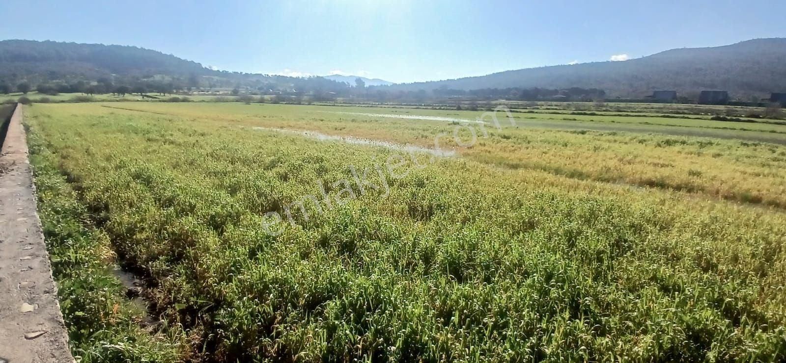 Milas Meşelik’te Çiftlik Evi Kurma İmkânı Sunan 4338 M2 Yatırım Arazisi - Görsel 13