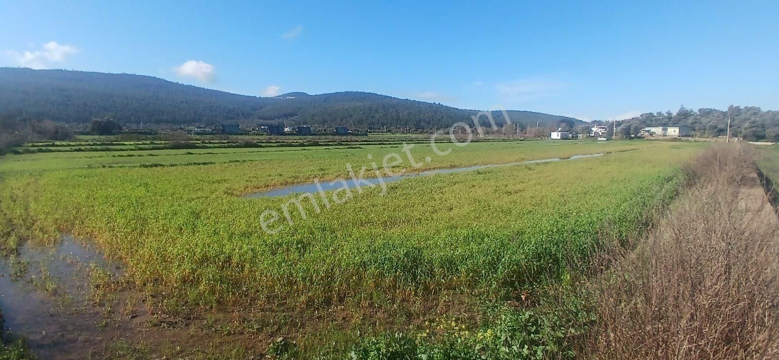 Milas Meşelik’te Çiftlik Evi Kurma İmkânı Sunan 4338 M2 Yatırım Arazisi - Görsel 7