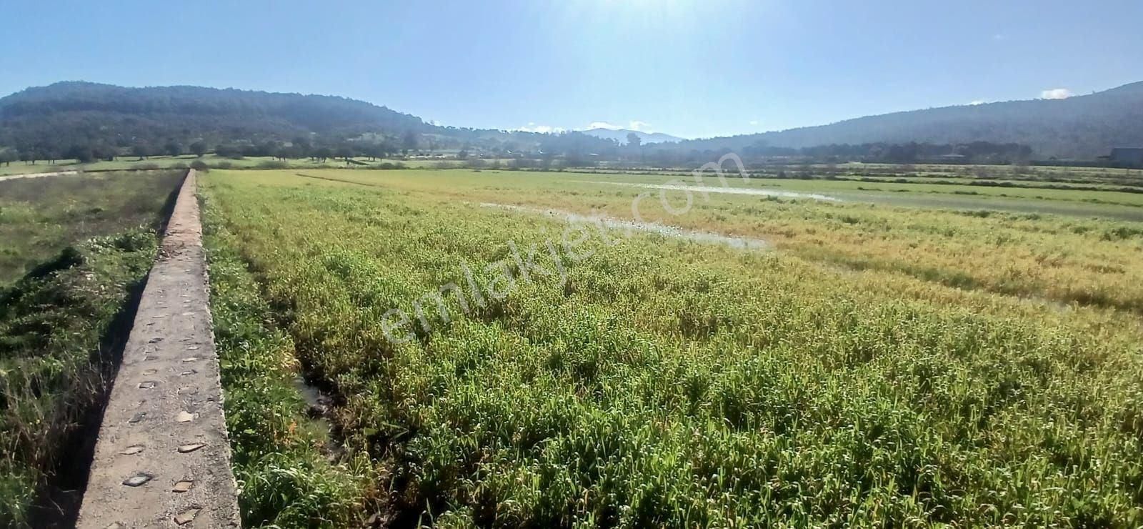 Milas Meşelik’te Çiftlik Evi Kurma İmkânı Sunan 4338 M2 Yatırım Arazisi - Görsel 16