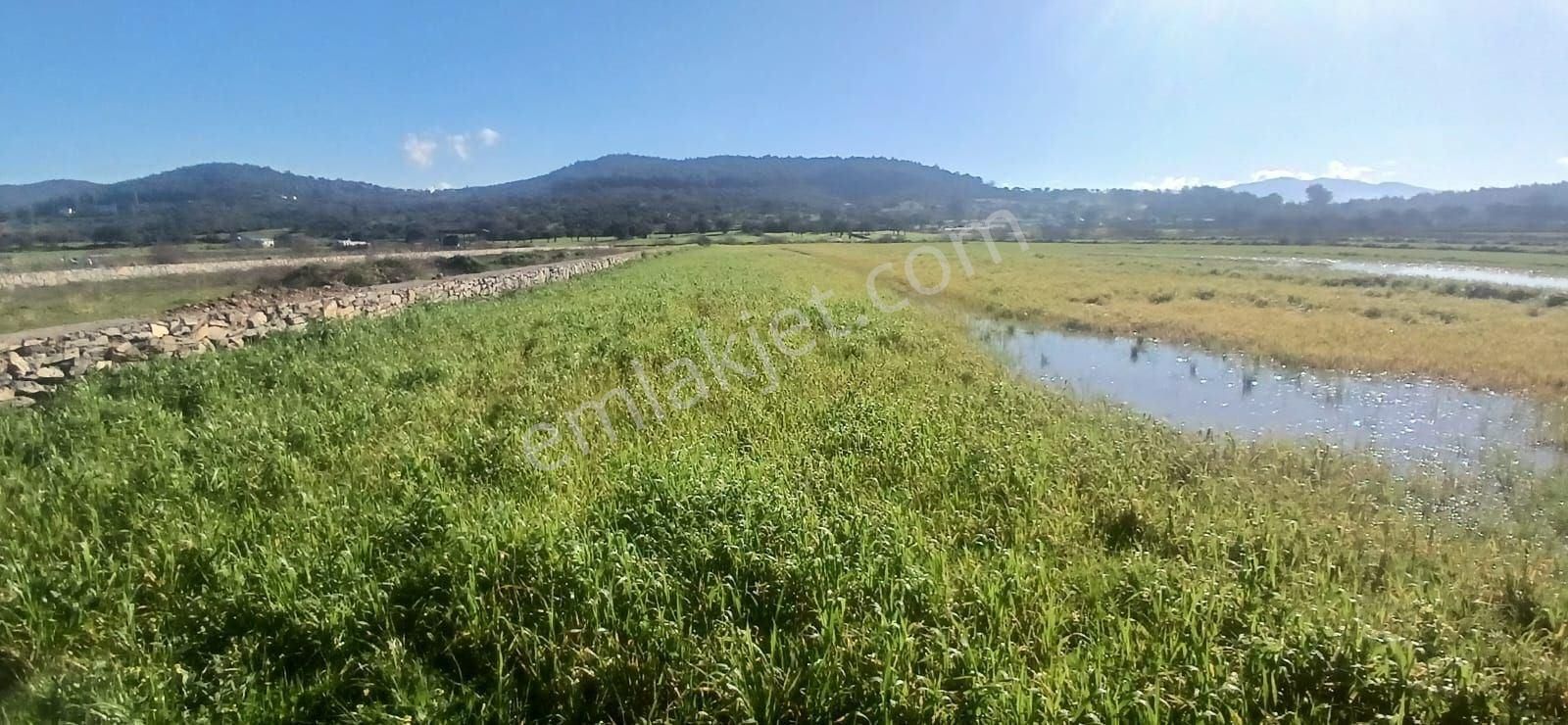 Milas Meşelik’te Çiftlik Evi Kurma İmkânı Sunan 4338 M2 Yatırım Arazisi - Görsel 31
