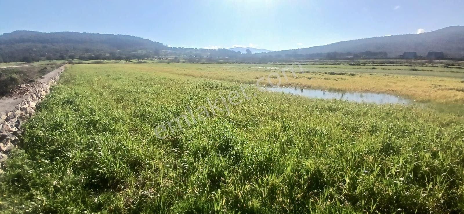 Milas Meşelik’te Çiftlik Evi Kurma İmkânı Sunan 4338 M2 Yatırım Arazisi - Görsel 29