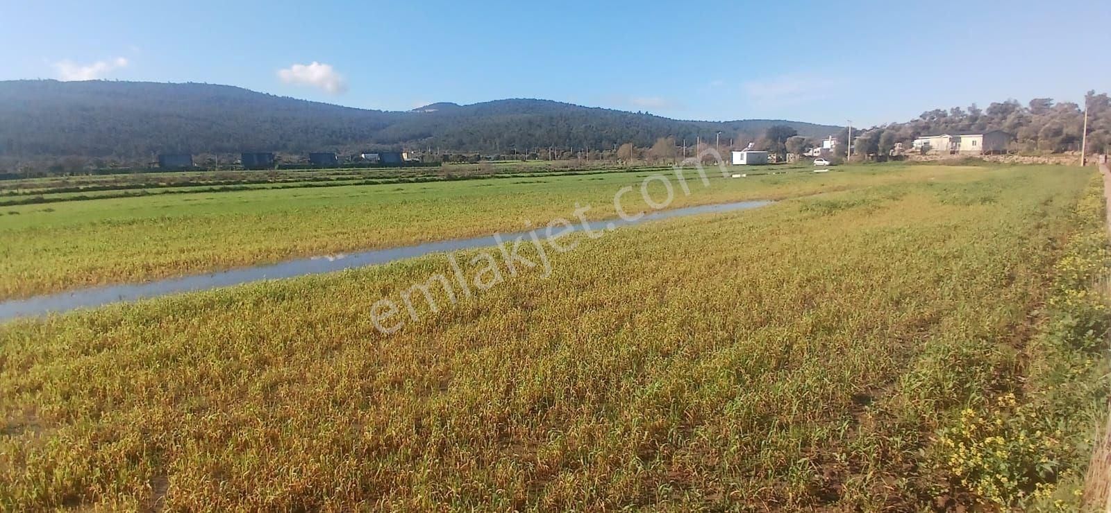 Milas Meşelik’te Çiftlik Evi Kurma İmkânı Sunan 4338 M2 Yatırım Arazisi - Görsel 11