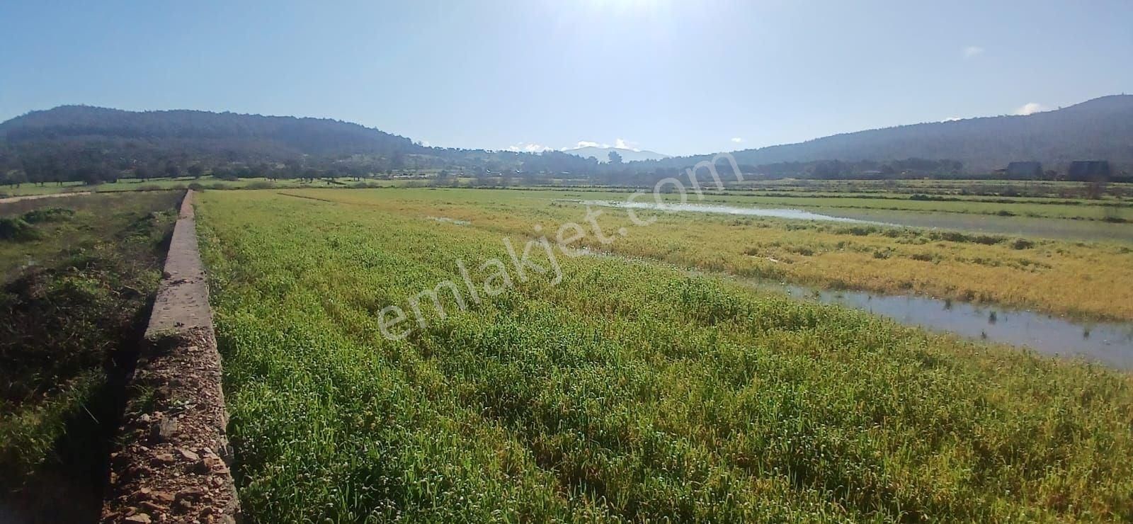 Milas Meşelik’te Çiftlik Evi Kurma İmkânı Sunan 4338 M2 Yatırım Arazisi - Görsel 23