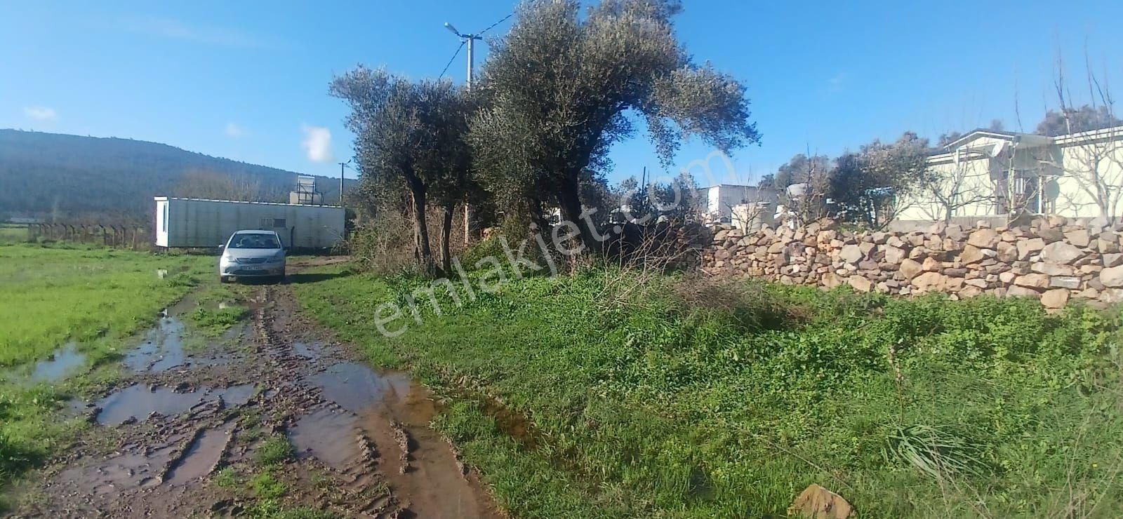 Milas Meşelik’te Çiftlik Evi Kurma İmkânı Sunan 4338 M2 Yatırım Arazisi - Görsel 32