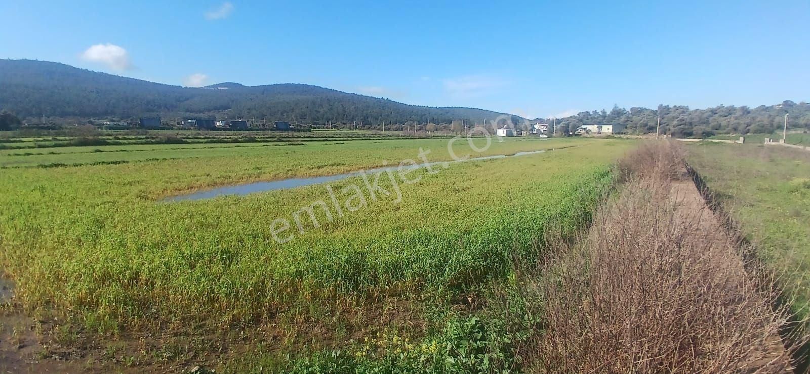 Milas Meşelik’te Çiftlik Evi Kurma İmkânı Sunan 4338 M2 Yatırım Arazisi - Görsel 4