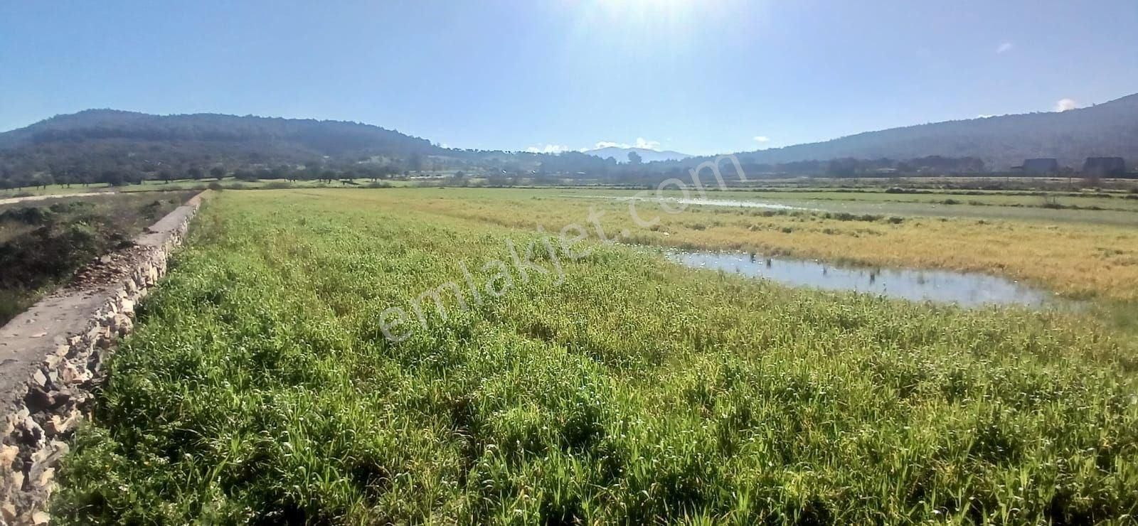 Milas Meşelik’te Çiftlik Evi Kurma İmkânı Sunan 4338 M2 Yatırım Arazisi - Görsel 25