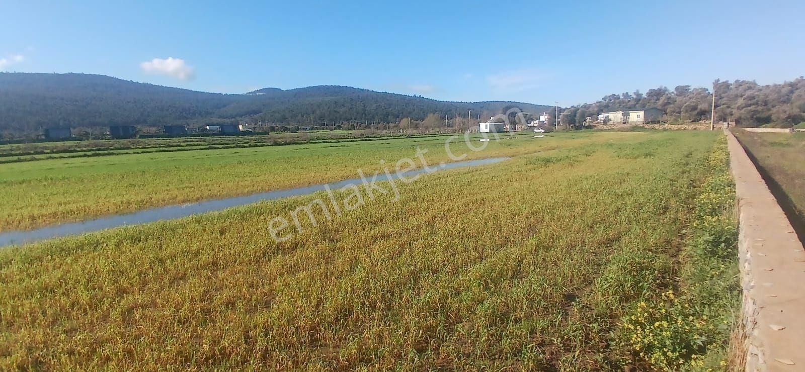 Milas Meşelik’te Çiftlik Evi Kurma İmkânı Sunan 4338 M2 Yatırım Arazisi - Görsel 12