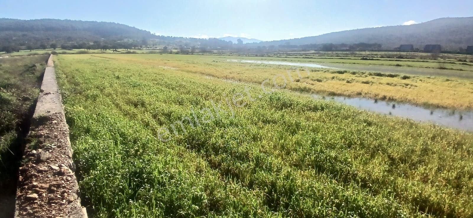 Milas Meşelik’te Çiftlik Evi Kurma İmkânı Sunan 4338 M2 Yatırım Arazisi - Görsel 15