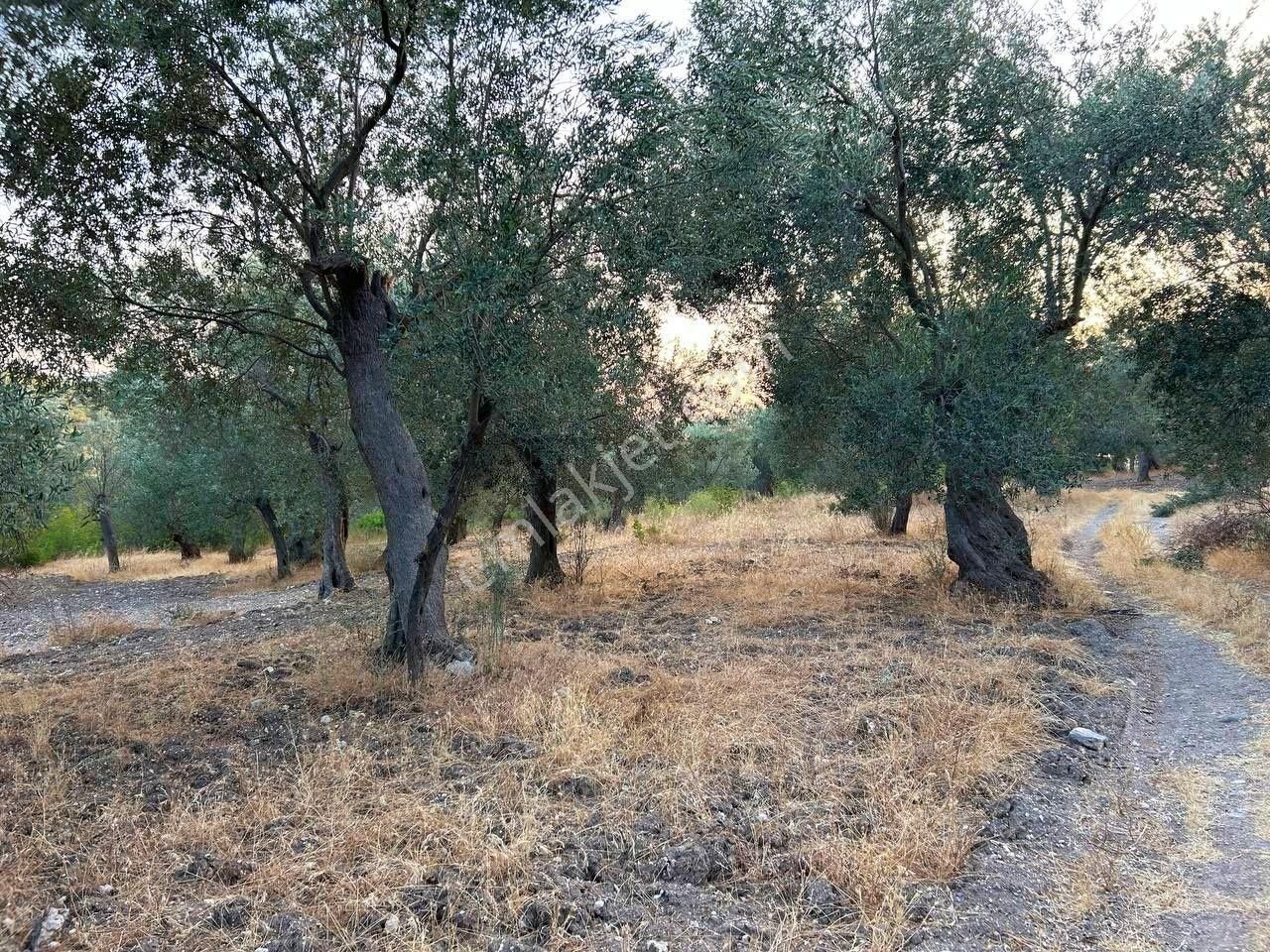 Uytun'dan Havran Kocadağ Köyünde Yola Cepheli Satılık Zeytinlik - Görsel 31