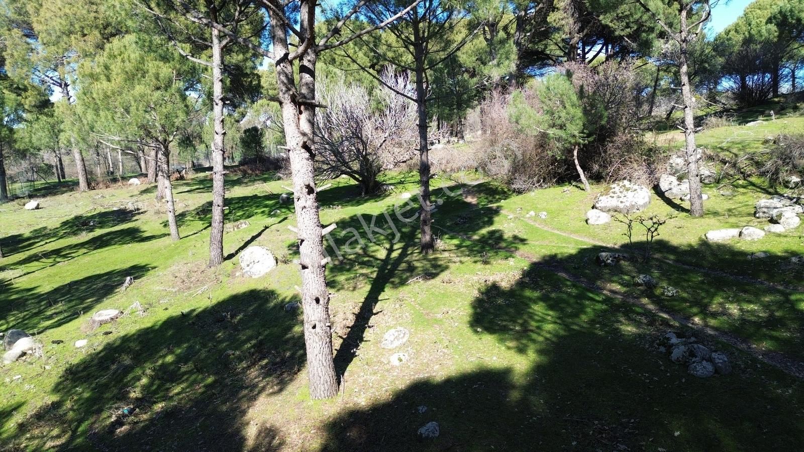 Bergama Kozak Hisarköy Mahallesin'de Satılık 4.750m2 Fıstıklık - Görsel 9