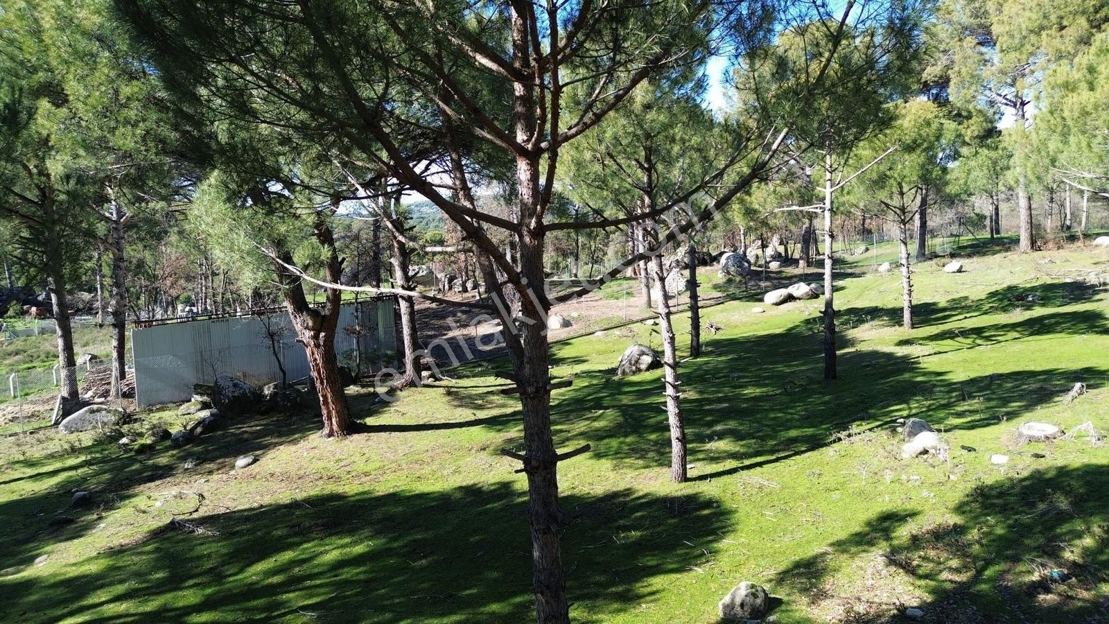 Bergama Kozak Hisarköy Mahallesin'de Satılık 4.750m2 Fıstıklık - Görsel 8