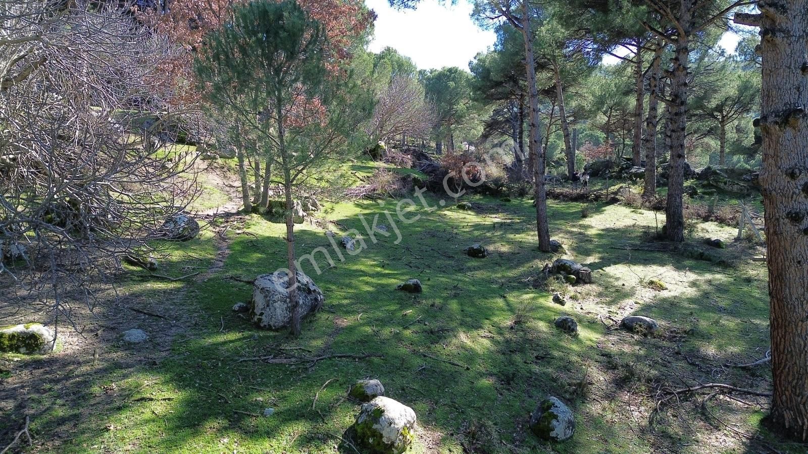 Bergama Kozak Hisarköy Mahallesin'de Satılık 4.750m2 Fıstıklık - Görsel 23