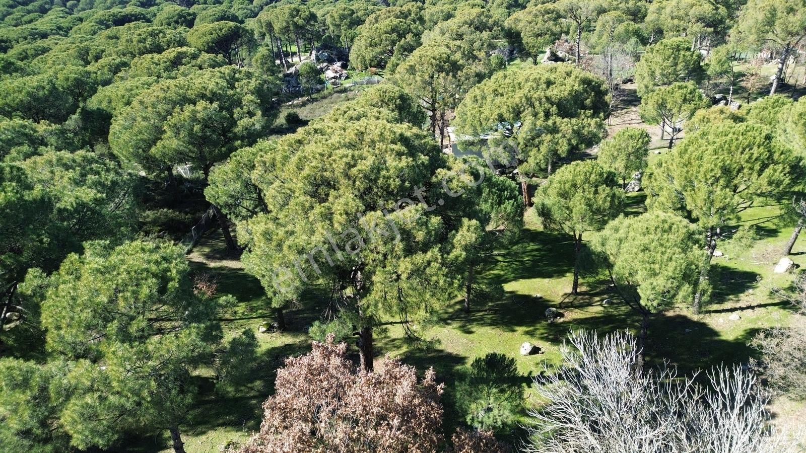 Bergama Kozak Hisarköy Mahallesin'de Satılık 4.750m2 Fıstıklık - Görsel 2