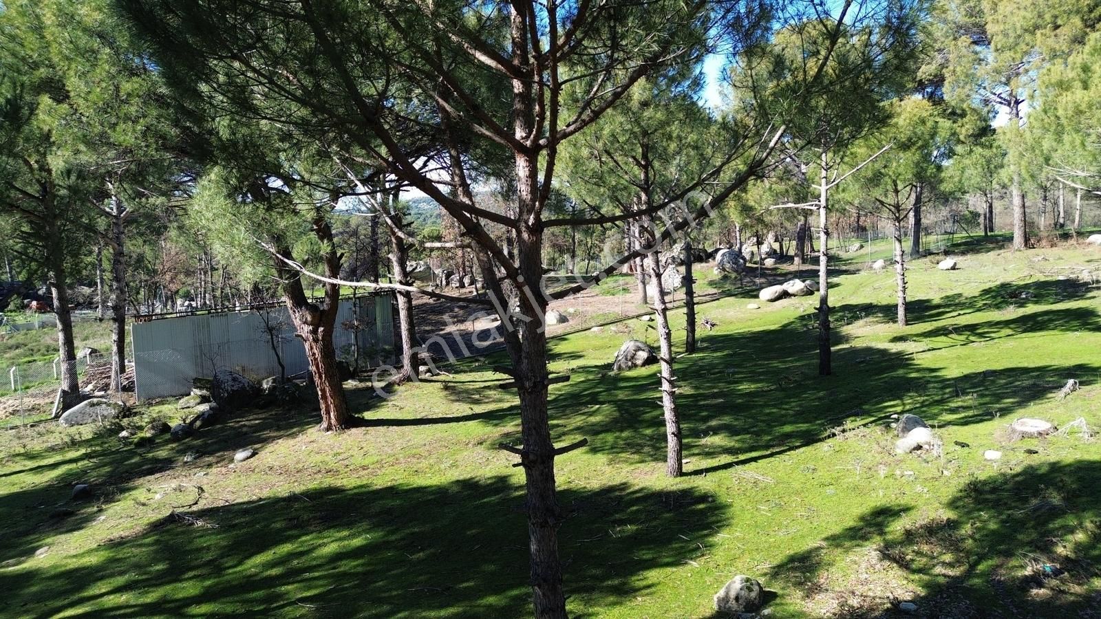 Bergama Kozak Hisarköy Mahallesin'de Satılık 4.750m2 Fıstıklık - Görsel 24