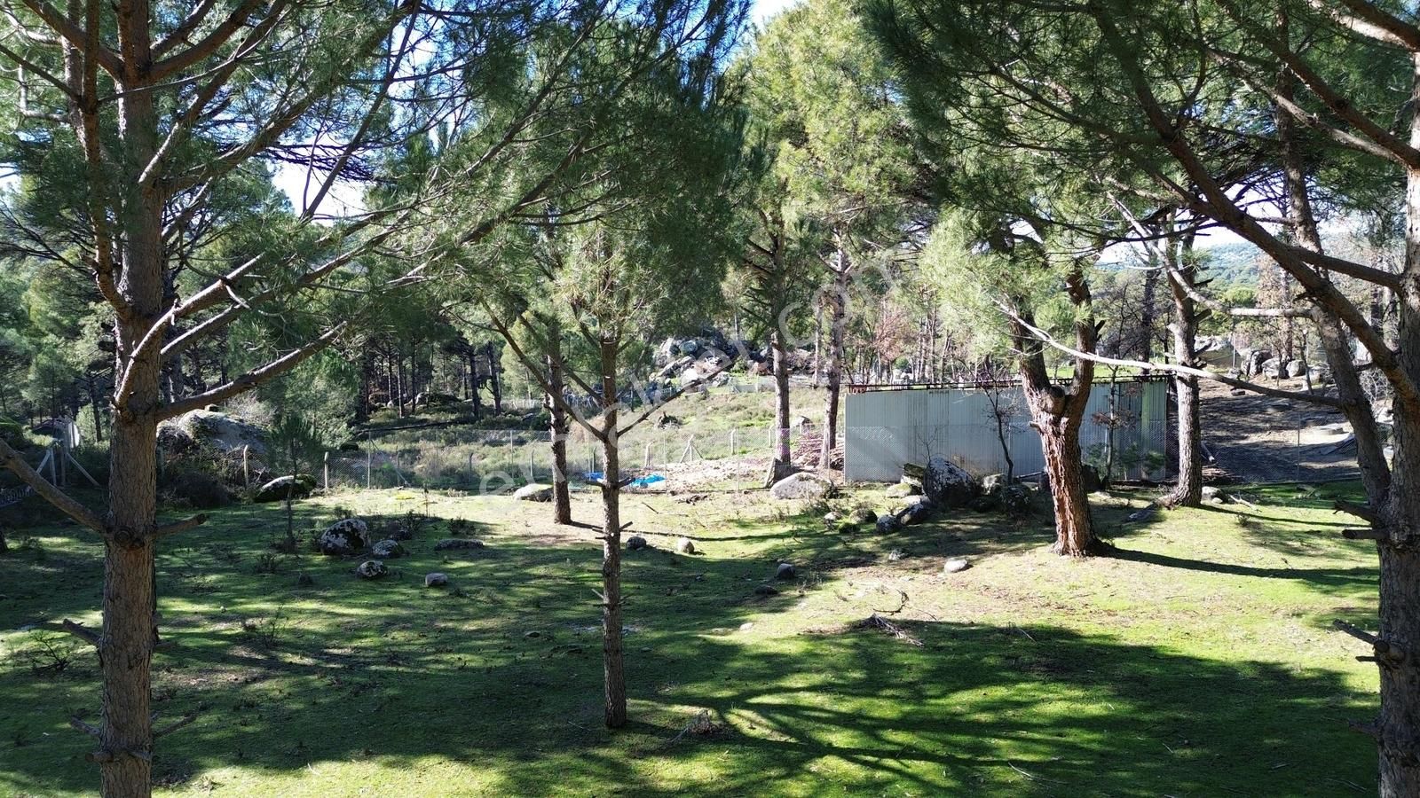 Bergama Kozak Hisarköy Mahallesin'de Satılık 4.750m2 Fıstıklık - Görsel 19