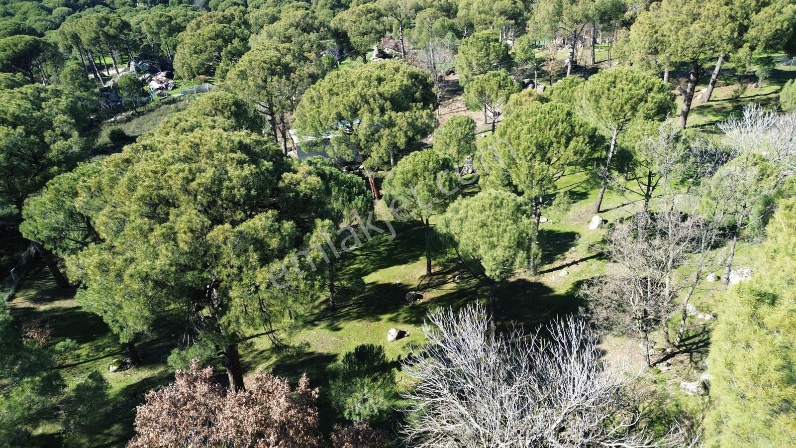 Bergama Kozak Hisarköy Mahallesin'de Satılık 4.750m2 Fıstıklık