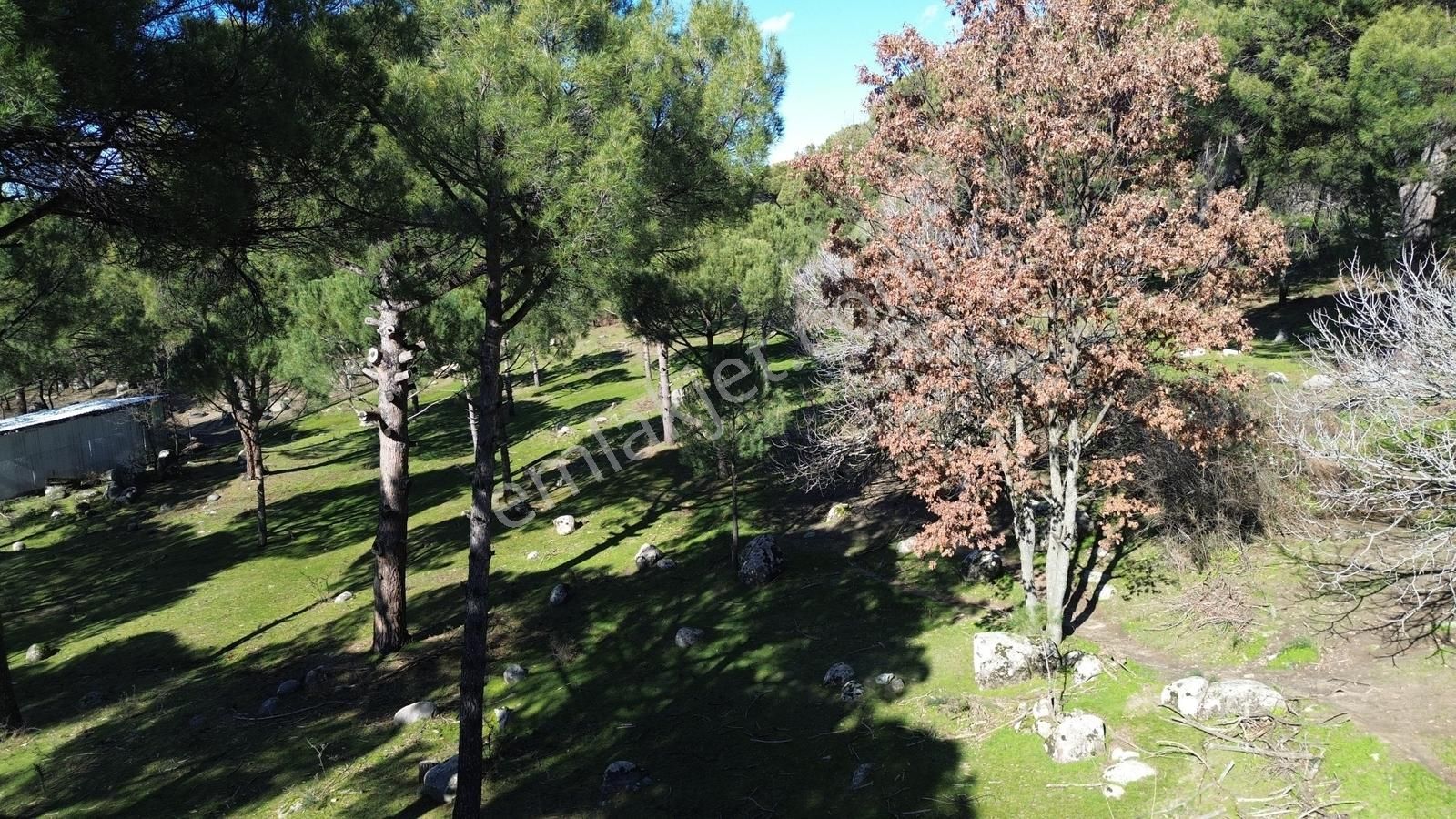 Bergama Kozak Hisarköy Mahallesin'de Satılık 4.750m2 Fıstıklık - Görsel 25