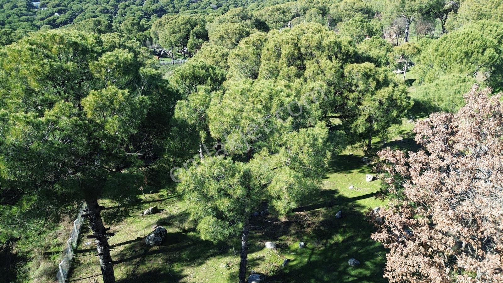 Bergama Kozak Hisarköy Mahallesin'de Satılık 4.750m2 Fıstıklık - Görsel 15