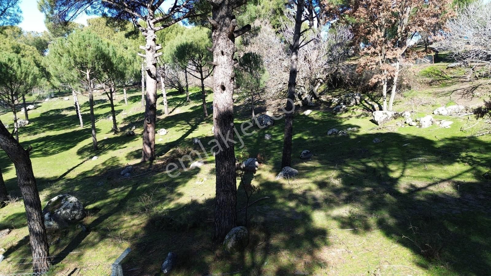 Bergama Kozak Hisarköy Mahallesin'de Satılık 4.750m2 Fıstıklık - Görsel 33