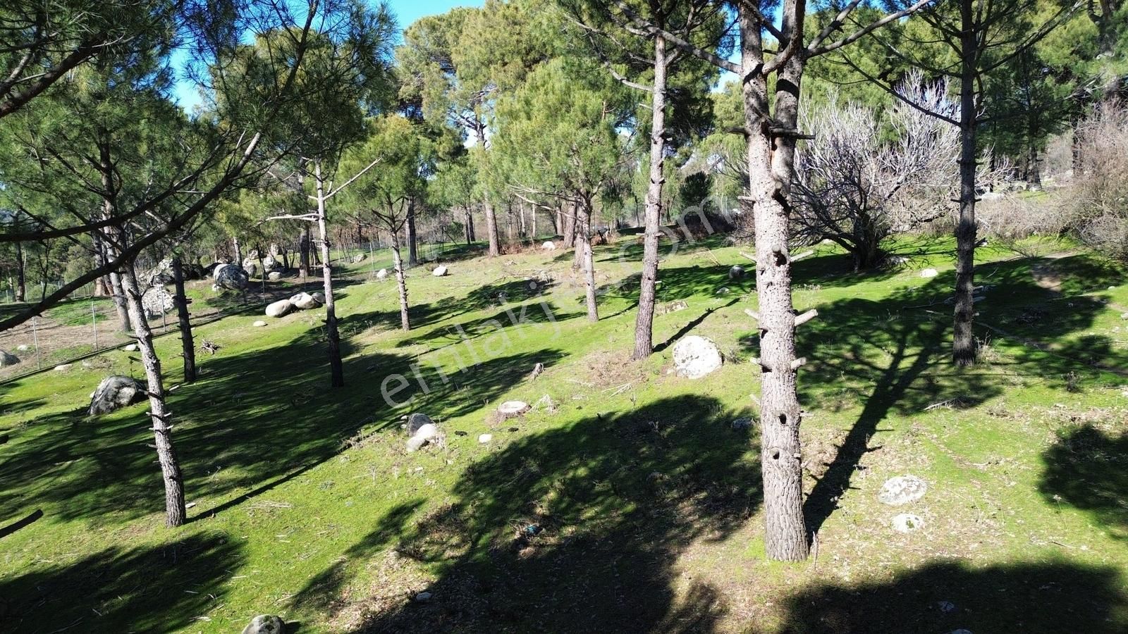 Bergama Kozak Hisarköy Mahallesin'de Satılık 4.750m2 Fıstıklık - Görsel 3