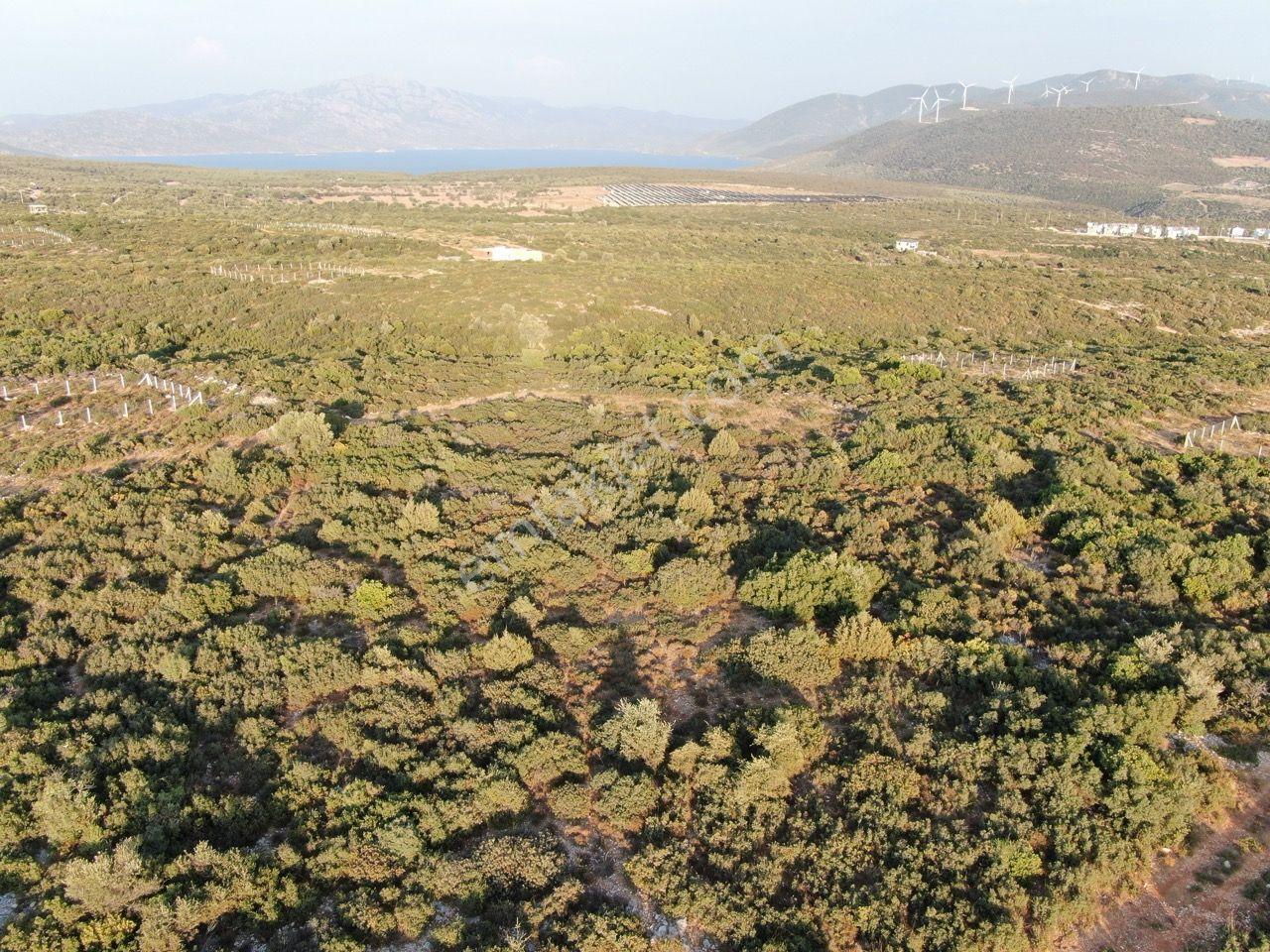 Didim Akyeniköy'de Milas Karayoluna Yakın Satılık Villa Arsası - Görsel 14