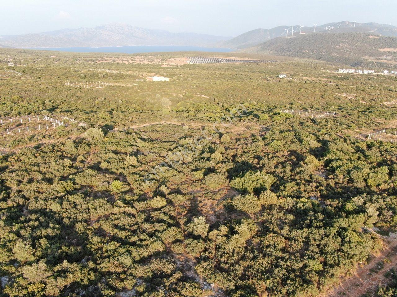 Didim Akyeniköy'de Milas Karayoluna Yakın Satılık Villa Arsası - Görsel 13