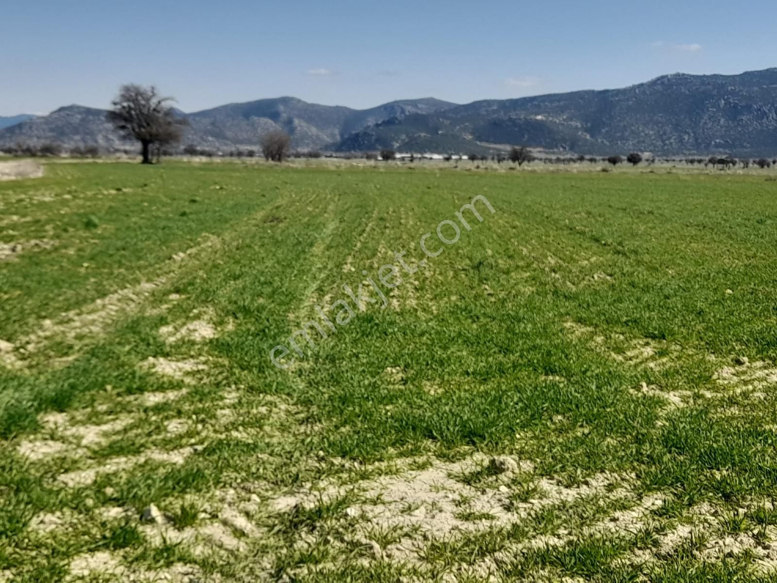 Korkuteli Çomaklı Da 5433 M2 Yola Cephe Satılık Tarla - Görsel 4