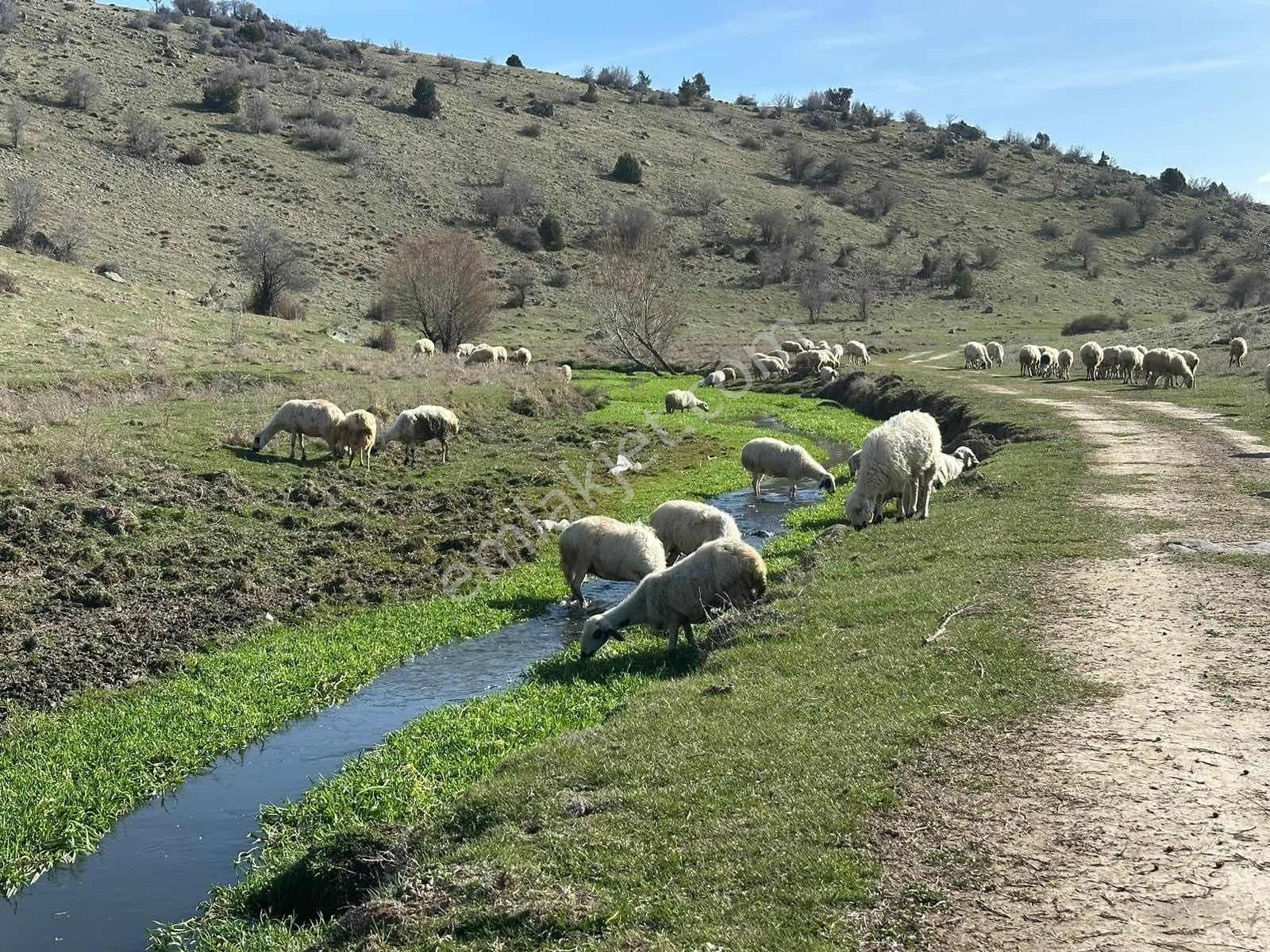 Meram Sefaköy Mahallesinde Elektriği Suyu Mevcut Tek Tapu Bahçe! - Görsel 19